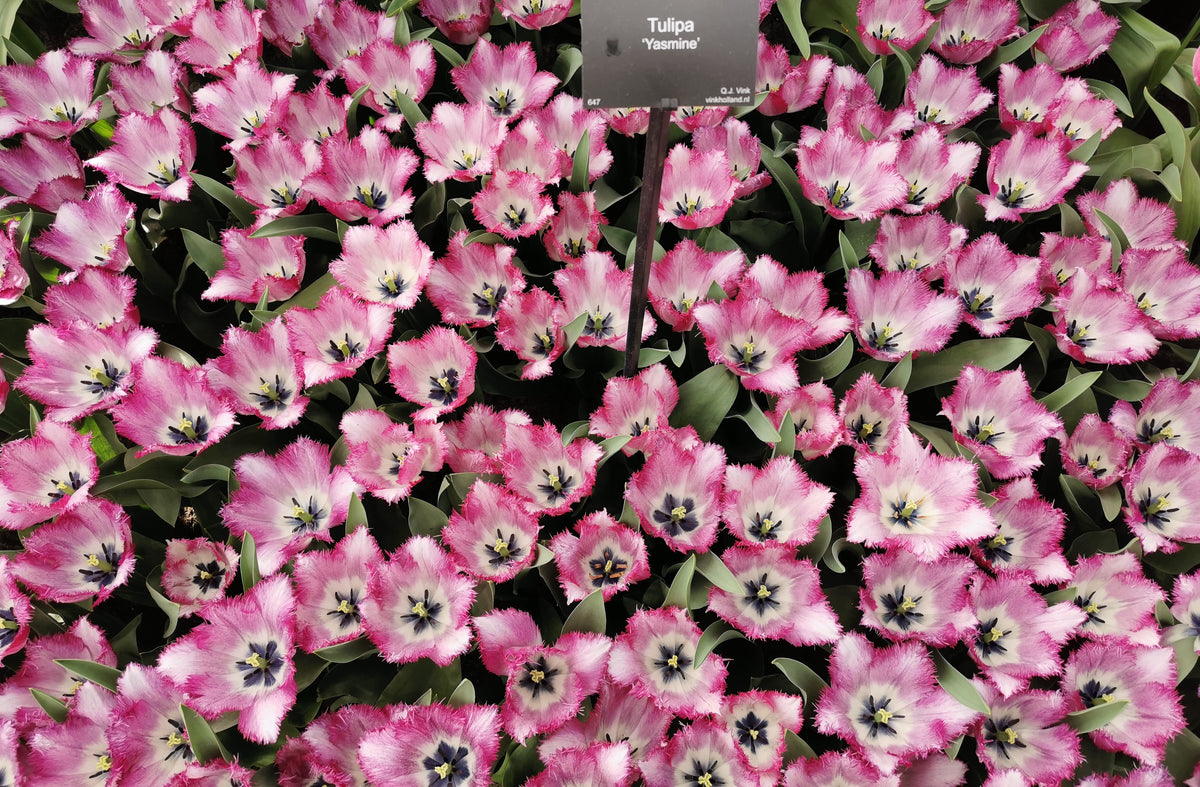 Tulipa ‘Yasmine’ – rojtos tulipán
