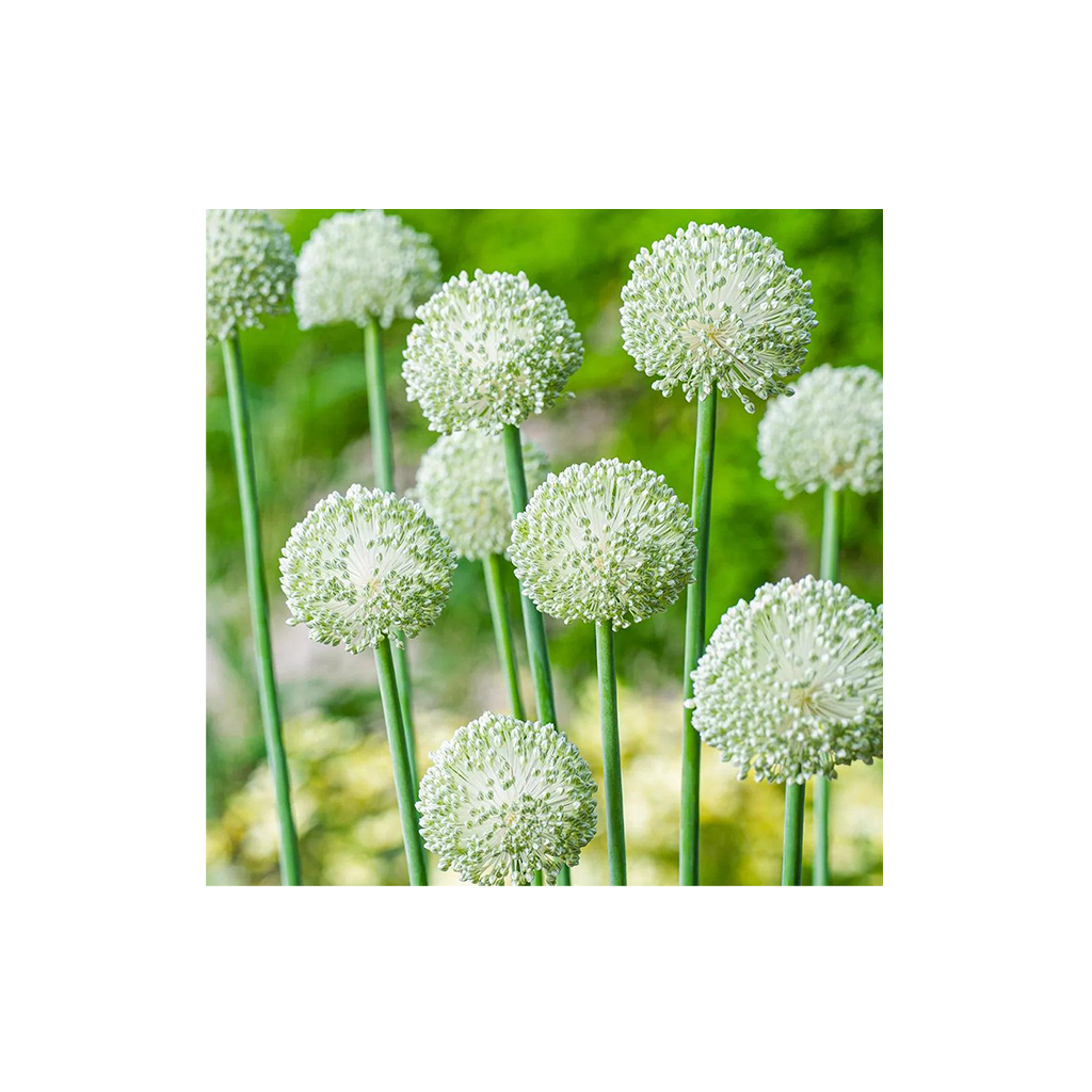 Allium Ping Pong – Díszhagyma