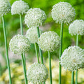 Allium Ping Pong – Díszhagyma