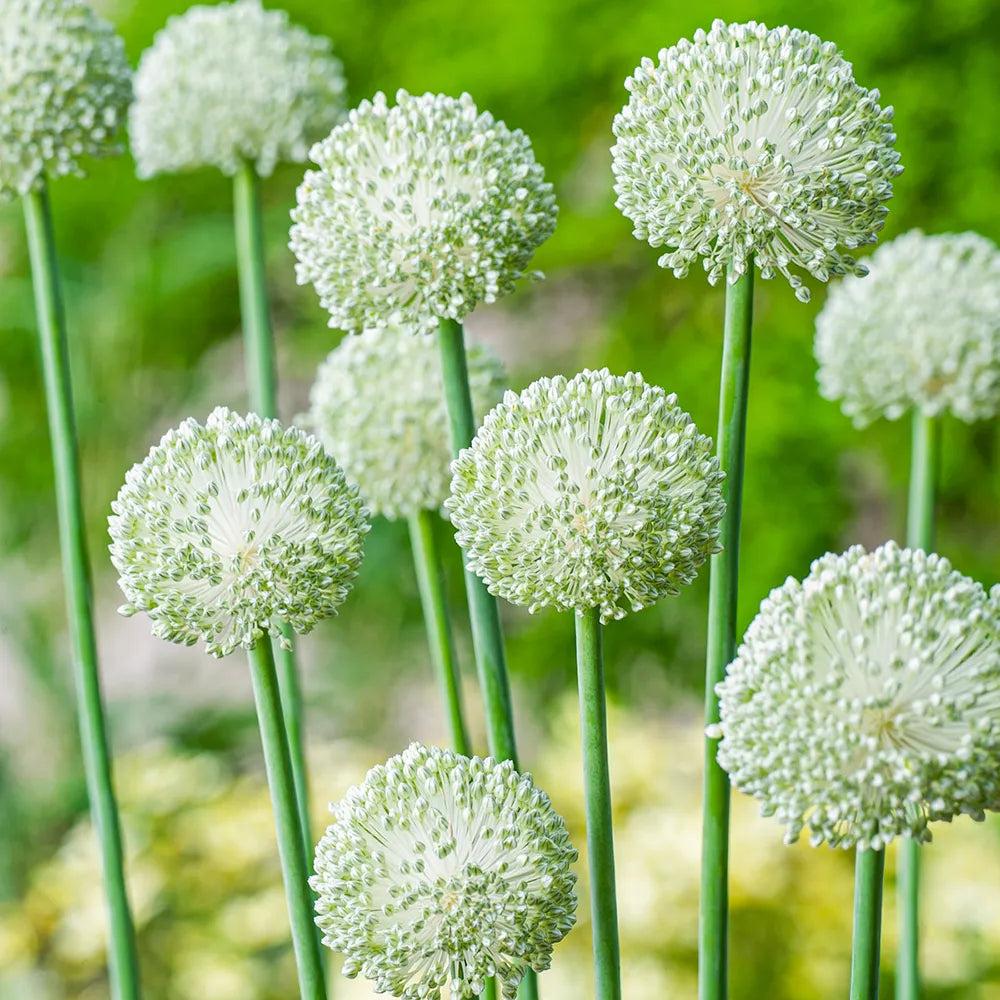 Allium Ping Pong – Díszhagyma