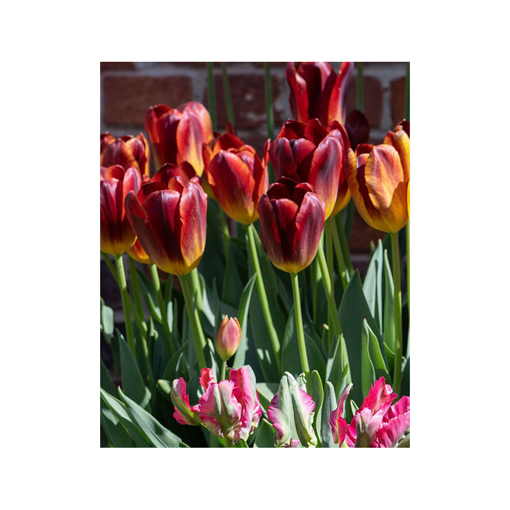 Tulipa ‘Amber Glow’ – Triumph tulipán