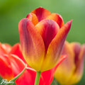 Tulipa ‘Amber Glow’ – Triumph tulipán