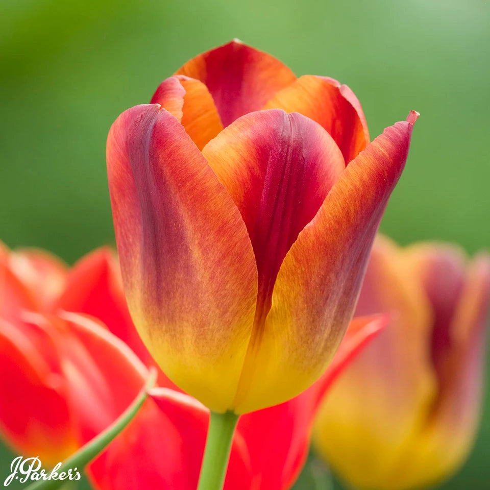 Tulipa ‘Amber Glow’ – Triumph tulipán