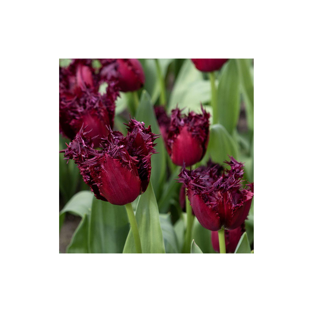 Tulipa ‘Labrador’ – rojtos tulipán