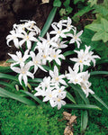 Chionodoxa luciliae ‘Alba’és 'Rosea’ – Hófény