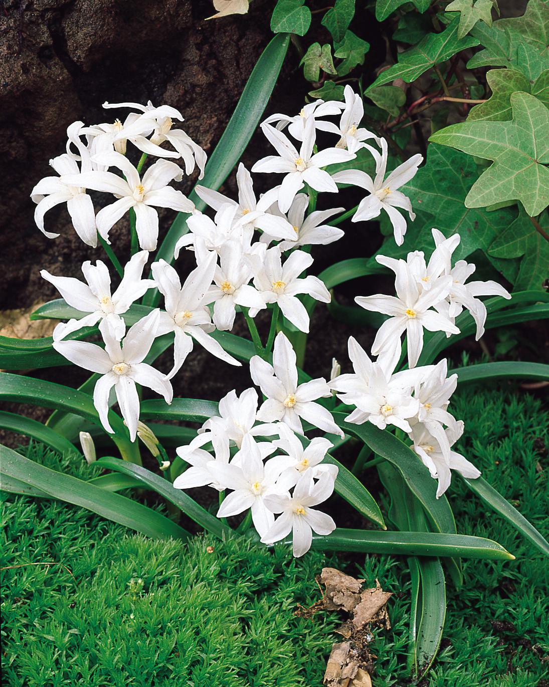 Chionodoxa luciliae ‘Alba’és 'Rosea’ – Hófény