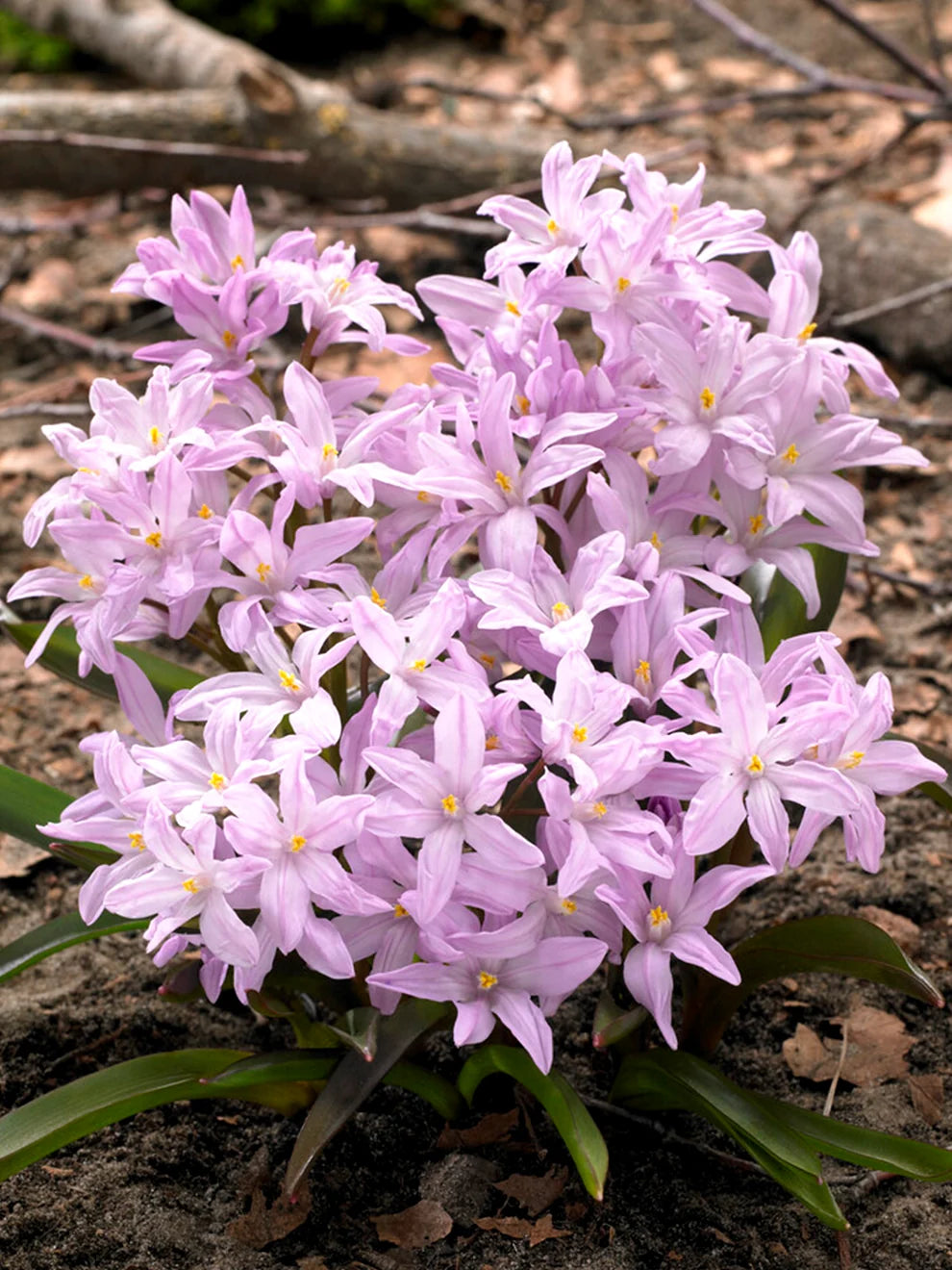 Chionodoxa luciliae ‘Alba’és 'Rosea’ – Hófény