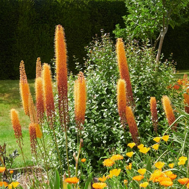 Eremurus ‘Cleopatra’ – Korbácsliliom