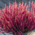 Csarab (Calluna vulgaris)