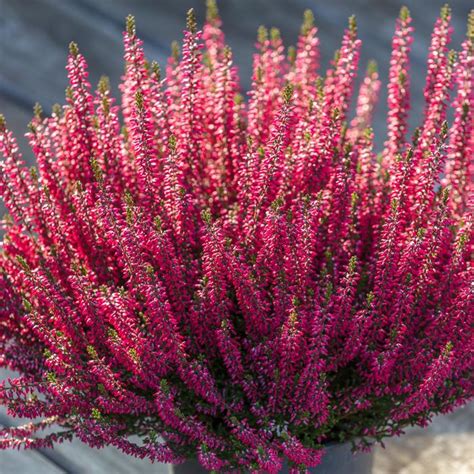 Csarab (Calluna vulgaris)