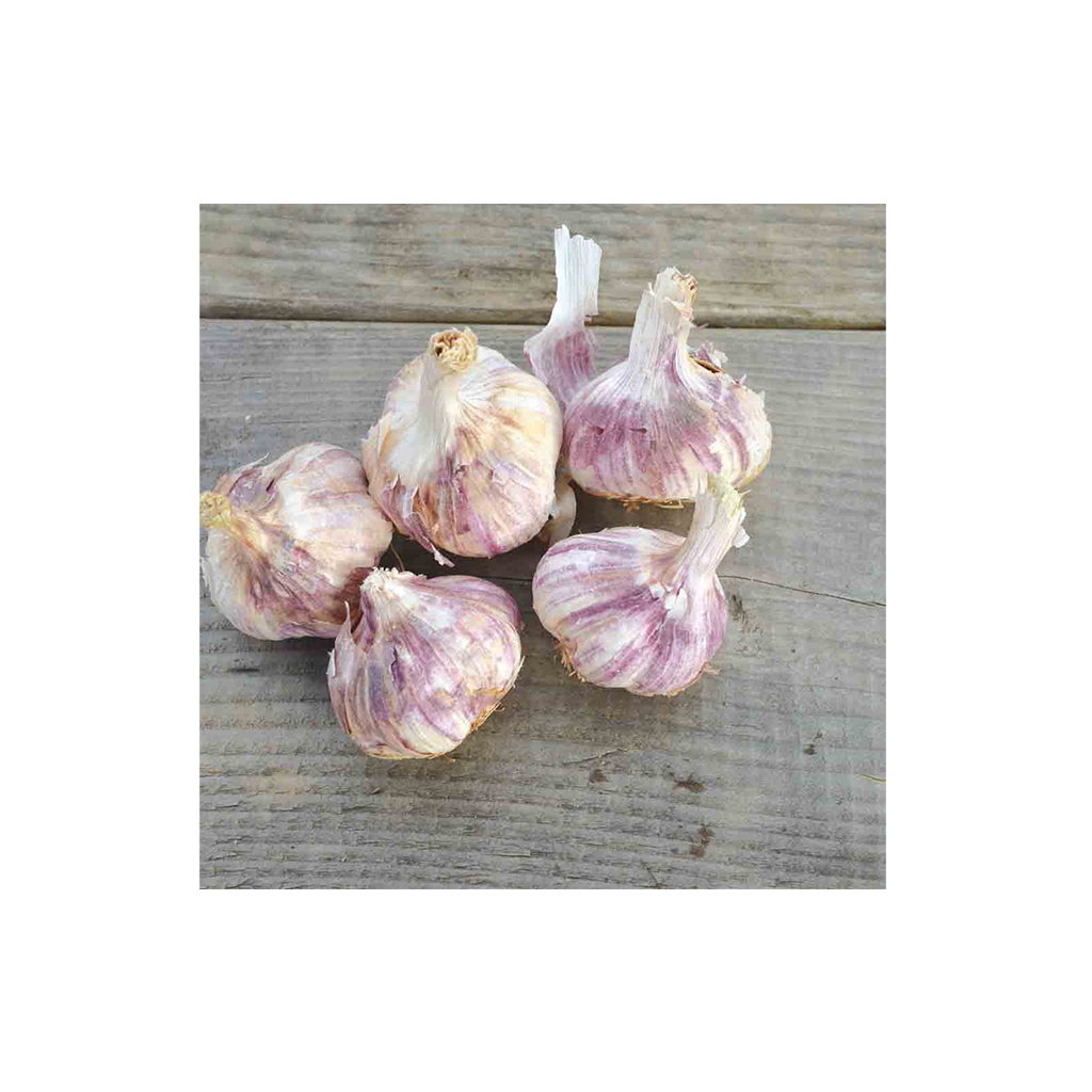 Germidour – őszi fokhagyma, 3 db