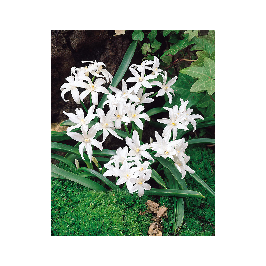 Chionodoxa luciliae ‘Alba’és 'Rosea’ – Hófény