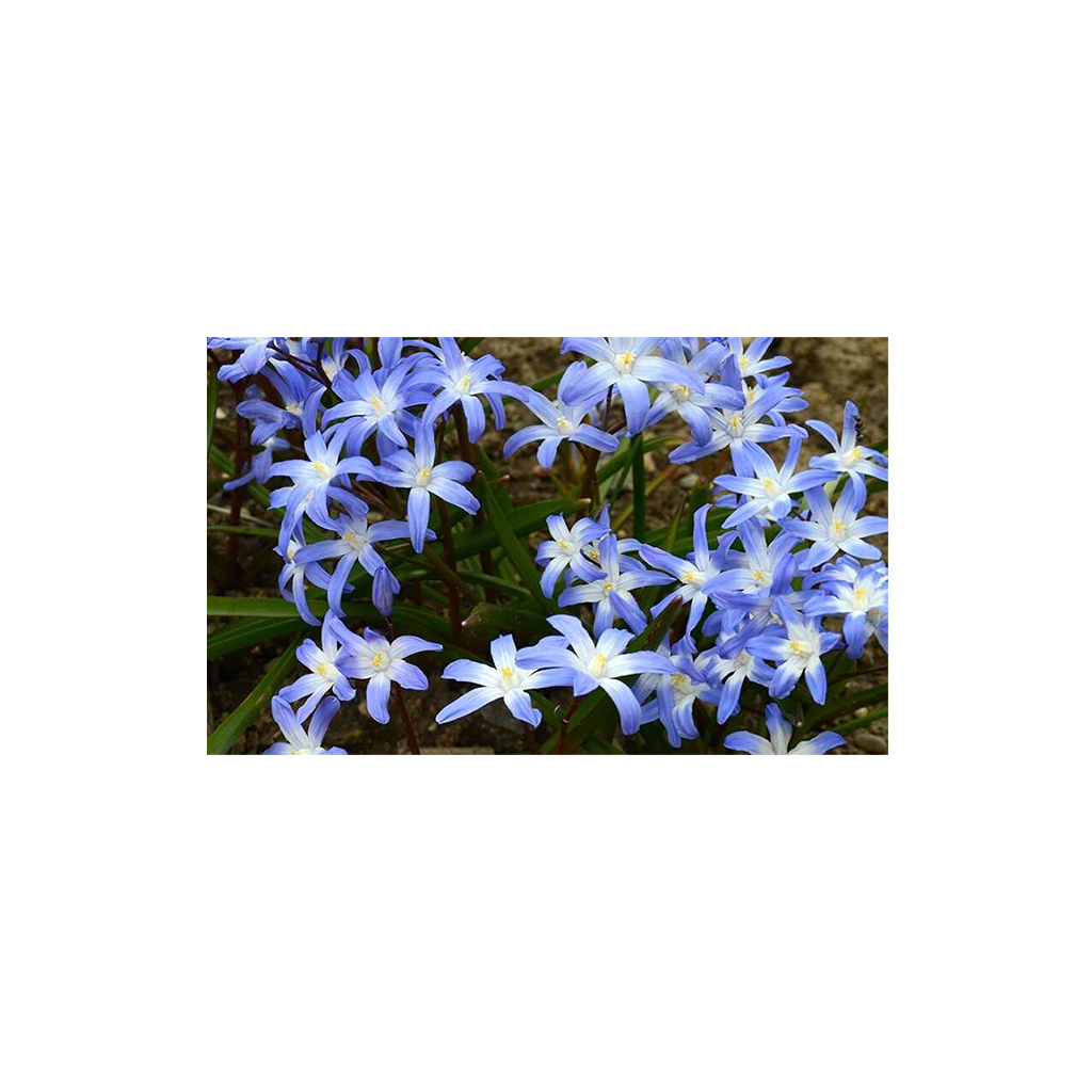 Chionodoxa luciliae ‘Alba’és 'Rosea’ – Hófény
