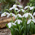 Galanthus ‘Mount Everest’ – Hóvirág