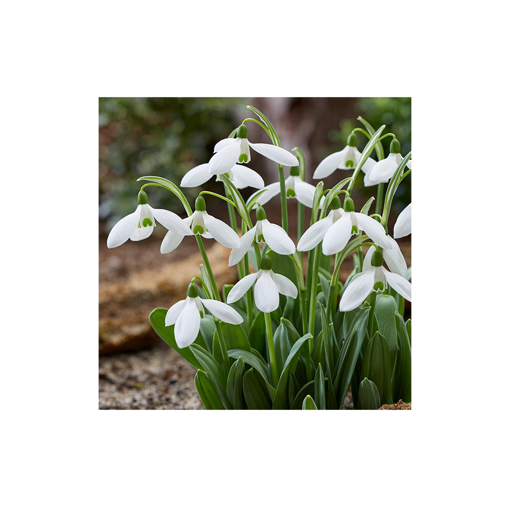 Galanthus ‘Mount Everest’ – Hóvirág