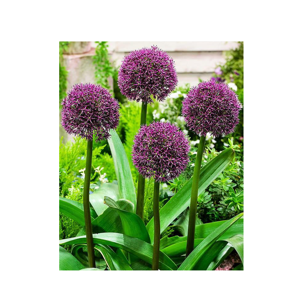 Allium ‘Ostara’ – Díszhagyma