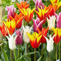 Tulipa Lilyflowering Mix – Liliomvirágú tulipán színkeverék