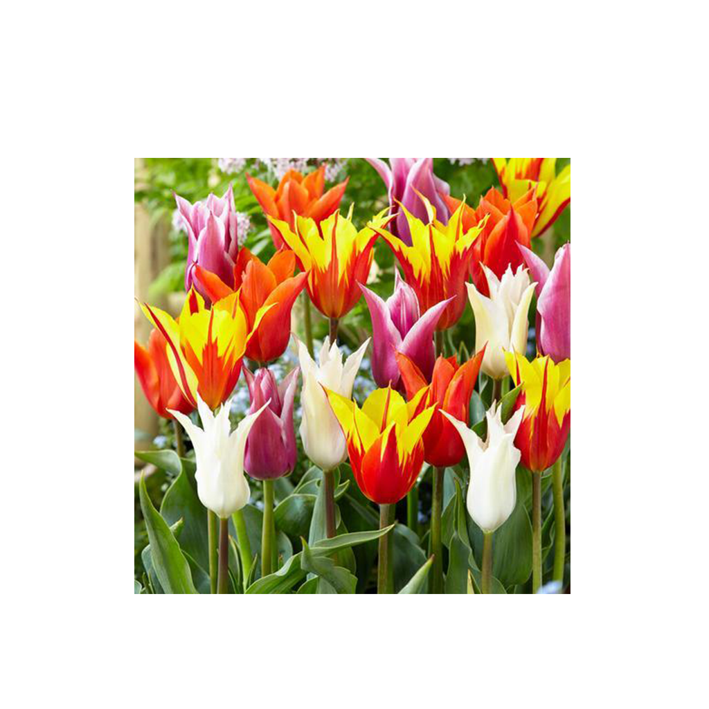 Tulipa Lilyflowering Mix – Liliomvirágú tulipán színkeverék