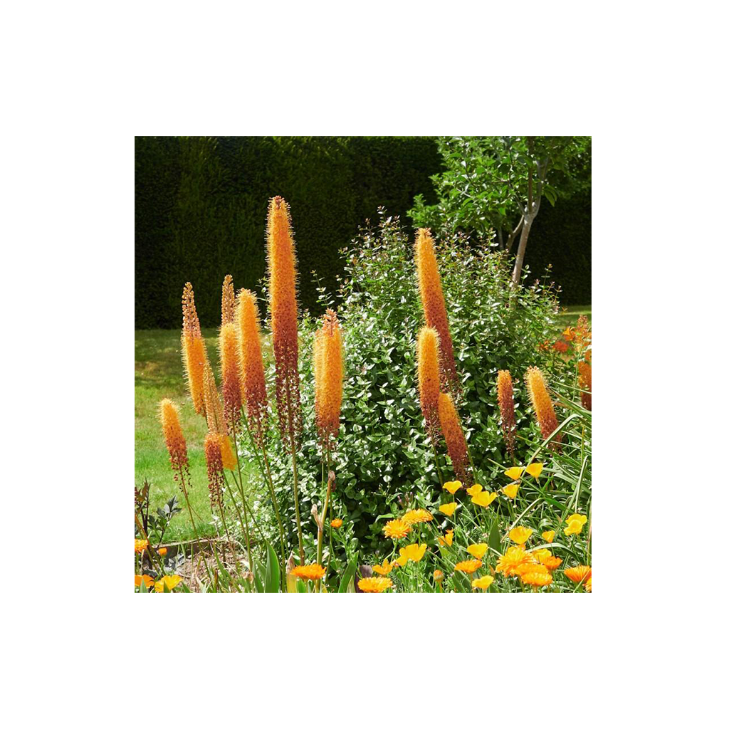 Eremurus ‘Cleopatra’ – Korbácsliliom