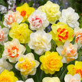 Narcissus Double Mix – Duplavirágú nárcisz színkeverék