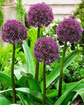 Allium ‘Ostara’ – Díszhagyma