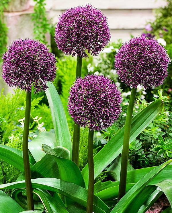 Allium ‘Ostara’ – Díszhagyma