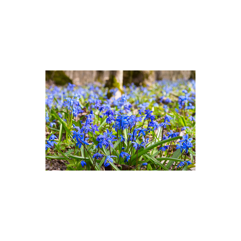 Scilla siberica ‘Alba’ – Fehér szibériai csillagvirág/ kék virágú