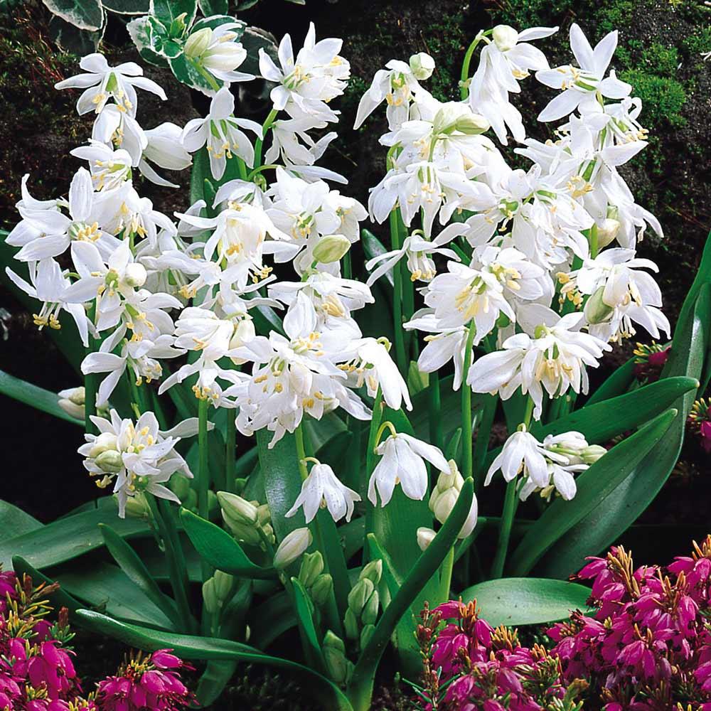 Scilla siberica ‘Alba’ – Fehér szibériai csillagvirág/ kék virágú