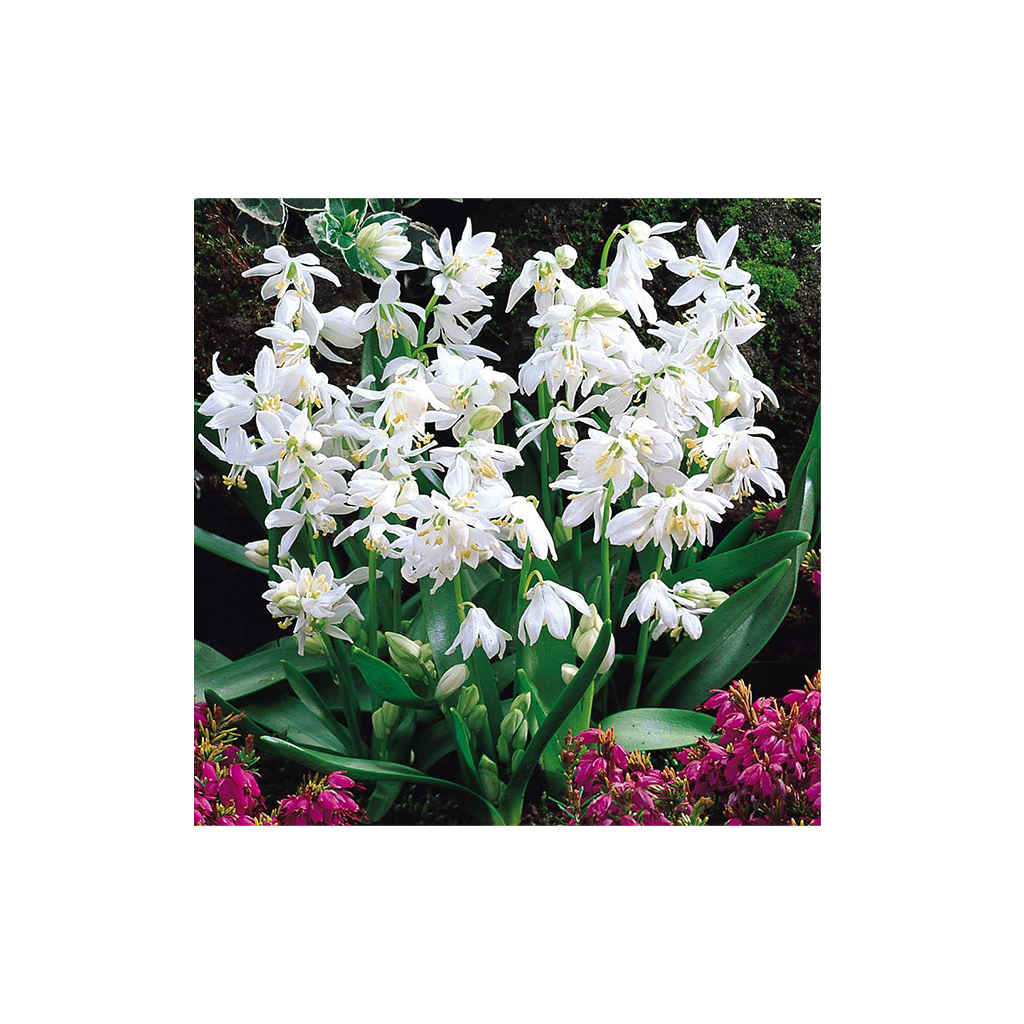 Scilla siberica ‘Alba’ – Fehér szibériai csillagvirág/ kék virágú