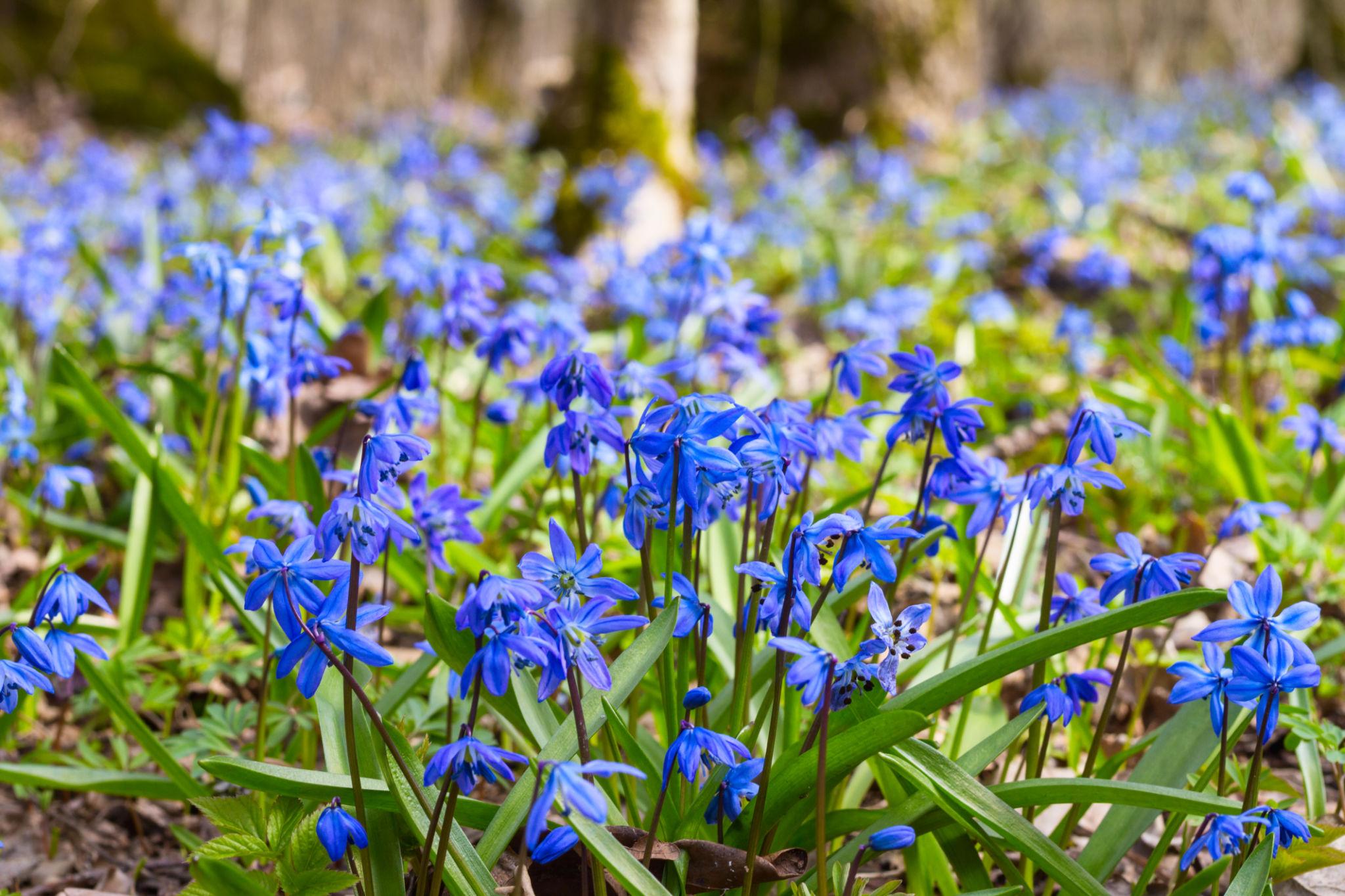 Scilla siberica ‘Alba’ – Fehér szibériai csillagvirág/ kék virágú