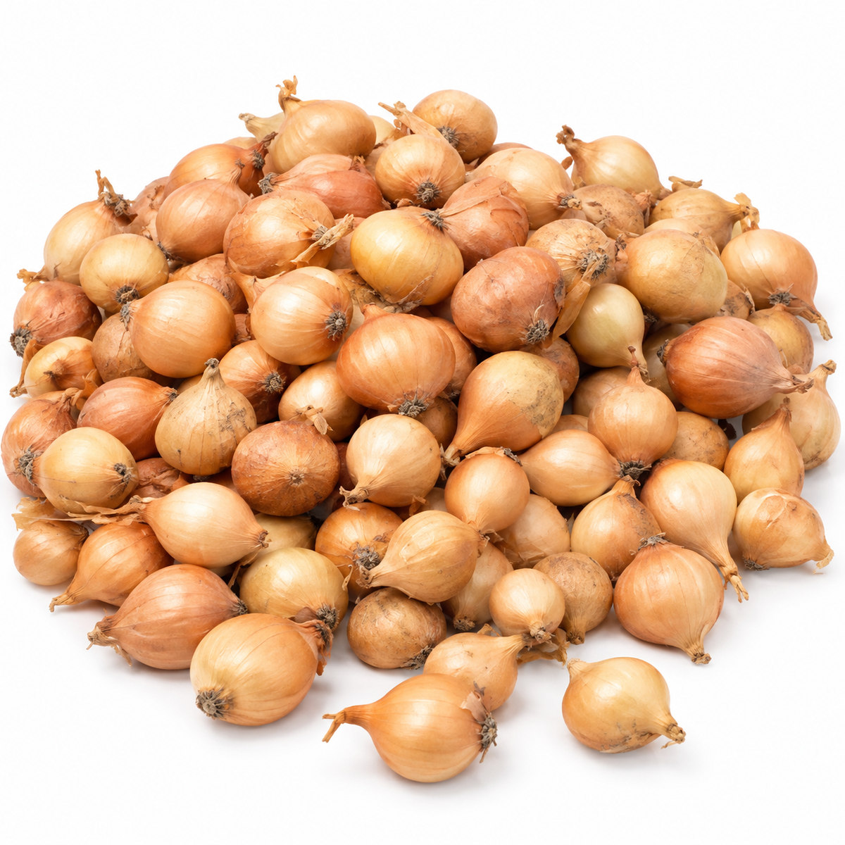 Stuttgarter Riesen – őszi dughagyma, 0,5 kg