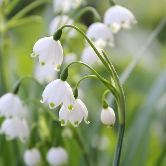 Leucojum aestivum ‘Gravetye Giant’ – Tőzike