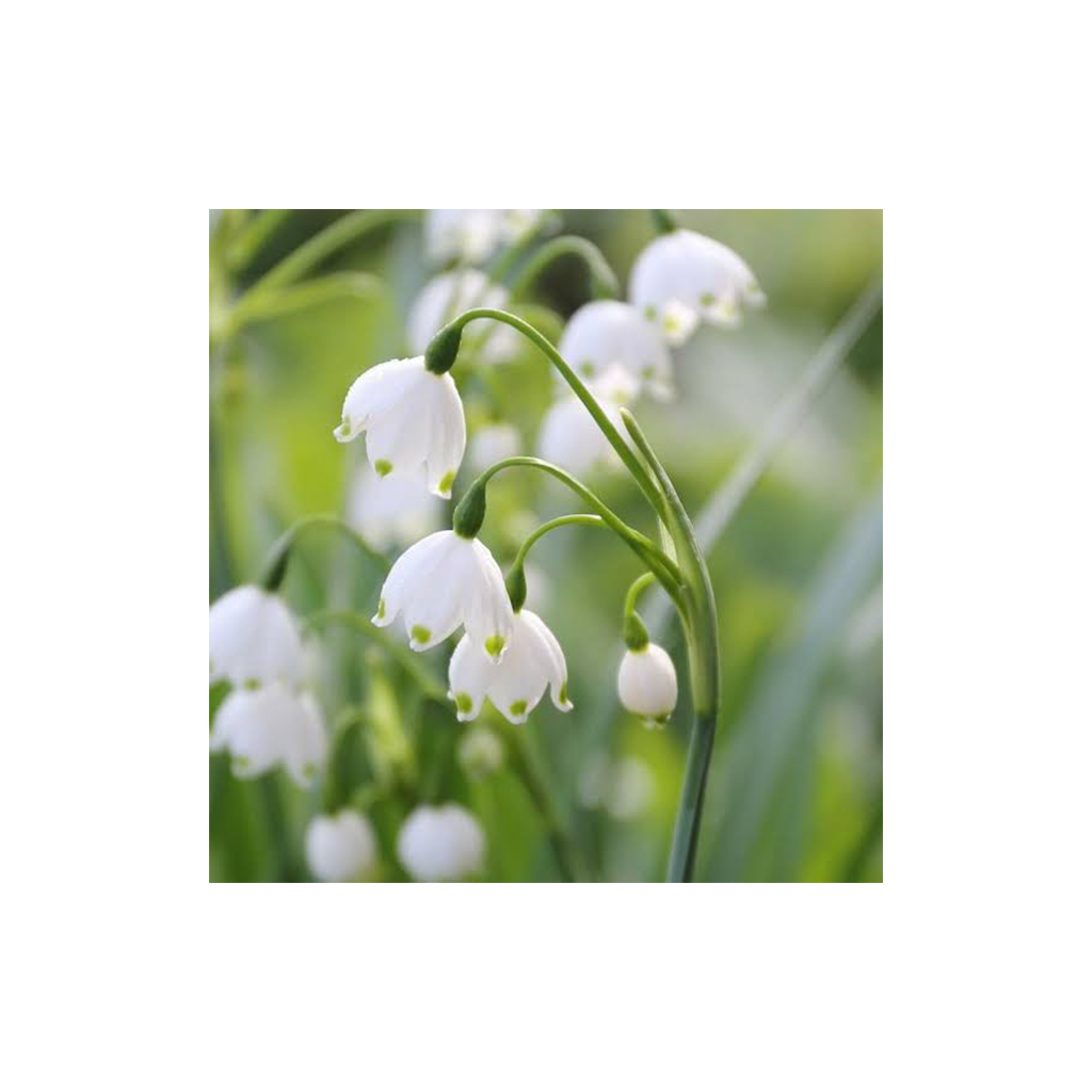 Leucojum aestivum ‘Gravetye Giant’ – Tőzike