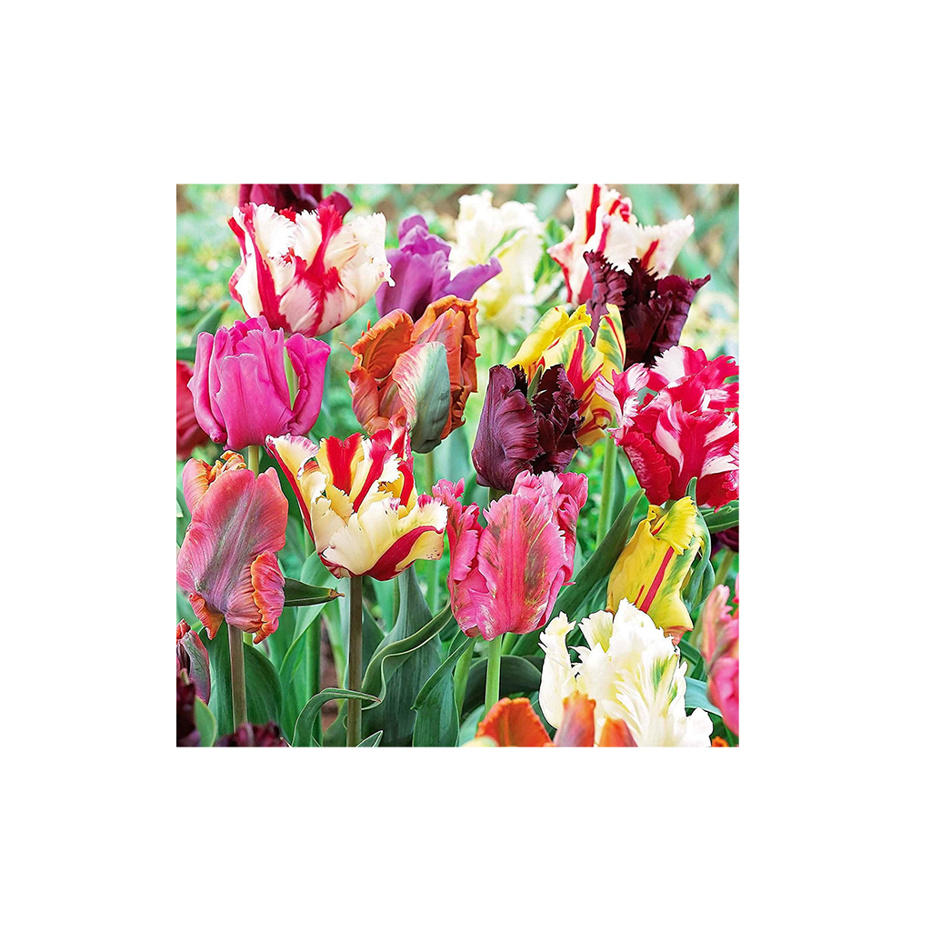 Tulipa ‘Parrot Mix’ – Papagájvirágú tulipán színkeverék