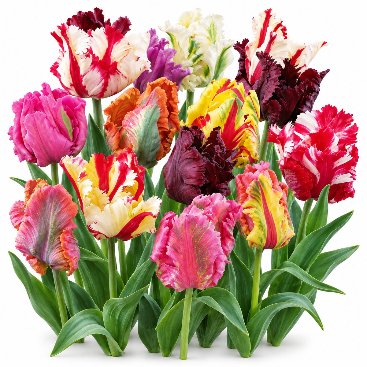 Tulipa ‘Parrot Mix’ – Papagájvirágú tulipán színkeverék