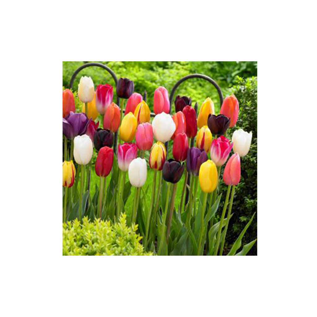 Tulipa ‘Single Late Mix’ – késői egyszerű tulipán színkeverék