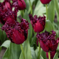 Tulipa ‘Labrador’ – rojtos tulipán