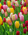 Tulipa ‘Single Late Mix’ – késői egyszerű tulipán színkeverék
