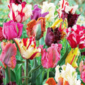 Tulipa ‘Parrot Mix’ – Papagájvirágú tulipán színkeverék